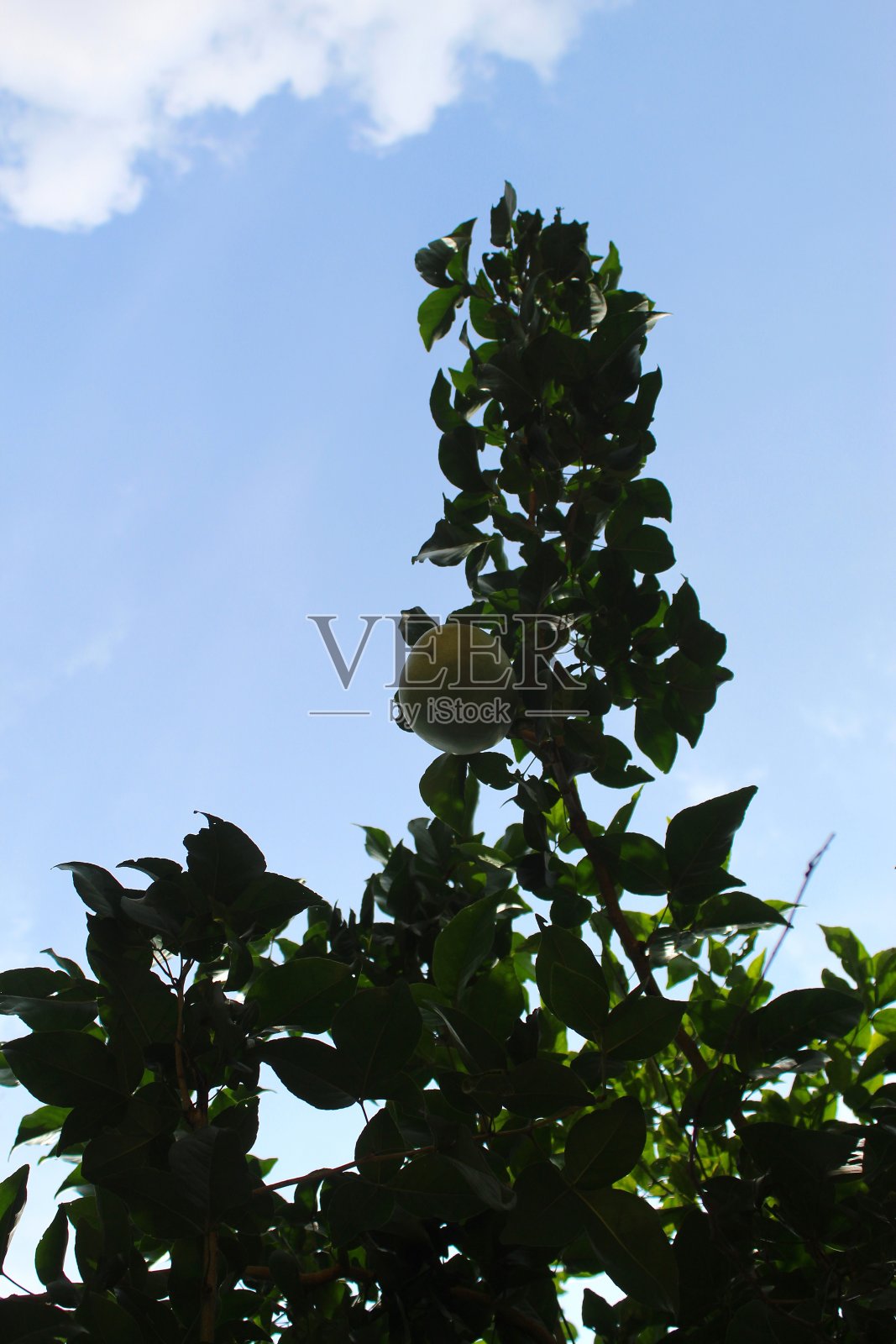 印度枳果树照片摄影图片