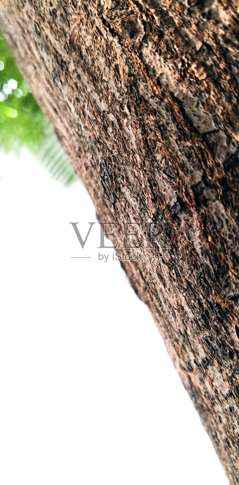 花园里有棵孤独的树照片摄影图片