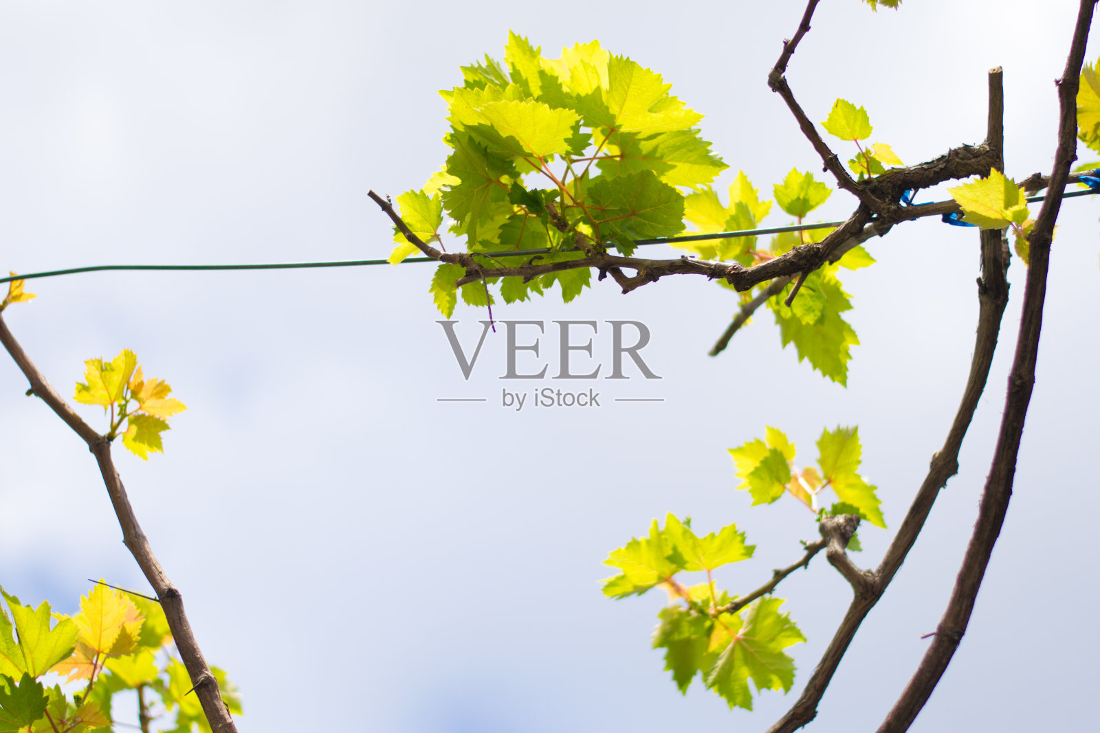 葡萄树的叶子照片摄影图片