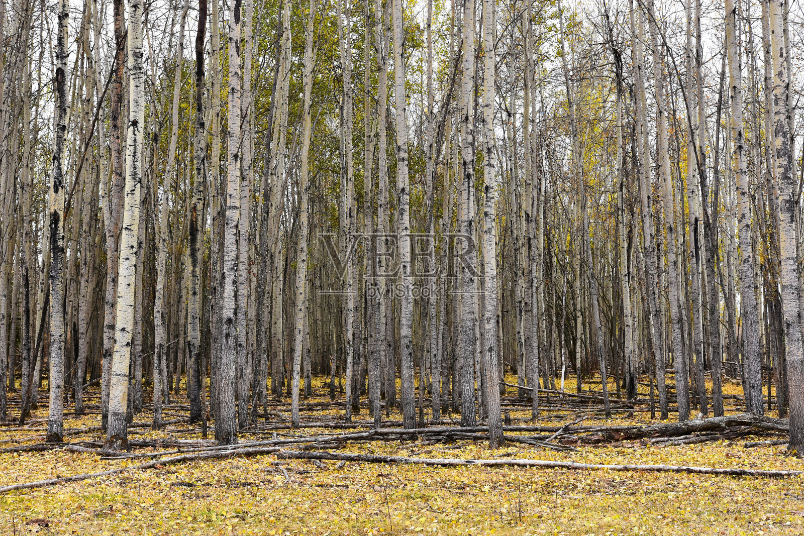 秋天的树木照片摄影图片