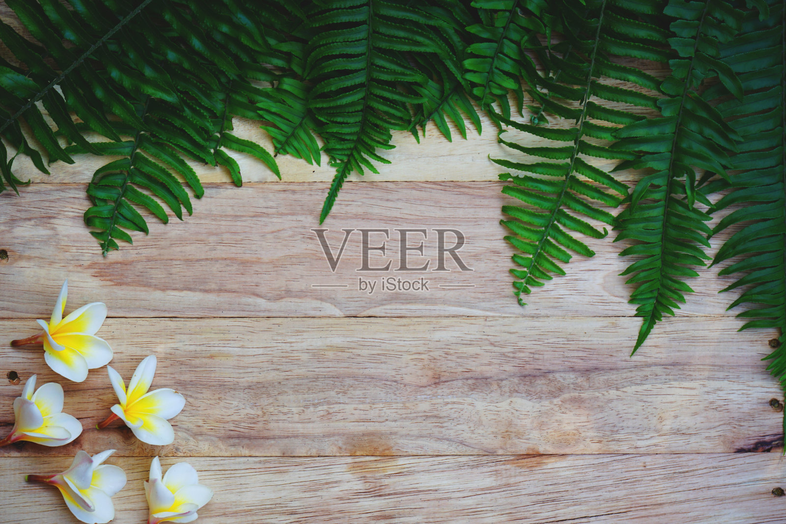 顶视图绿色蕨类和花朵纹理细节背景，水疗装饰背景概念，复制空间照片摄影图片