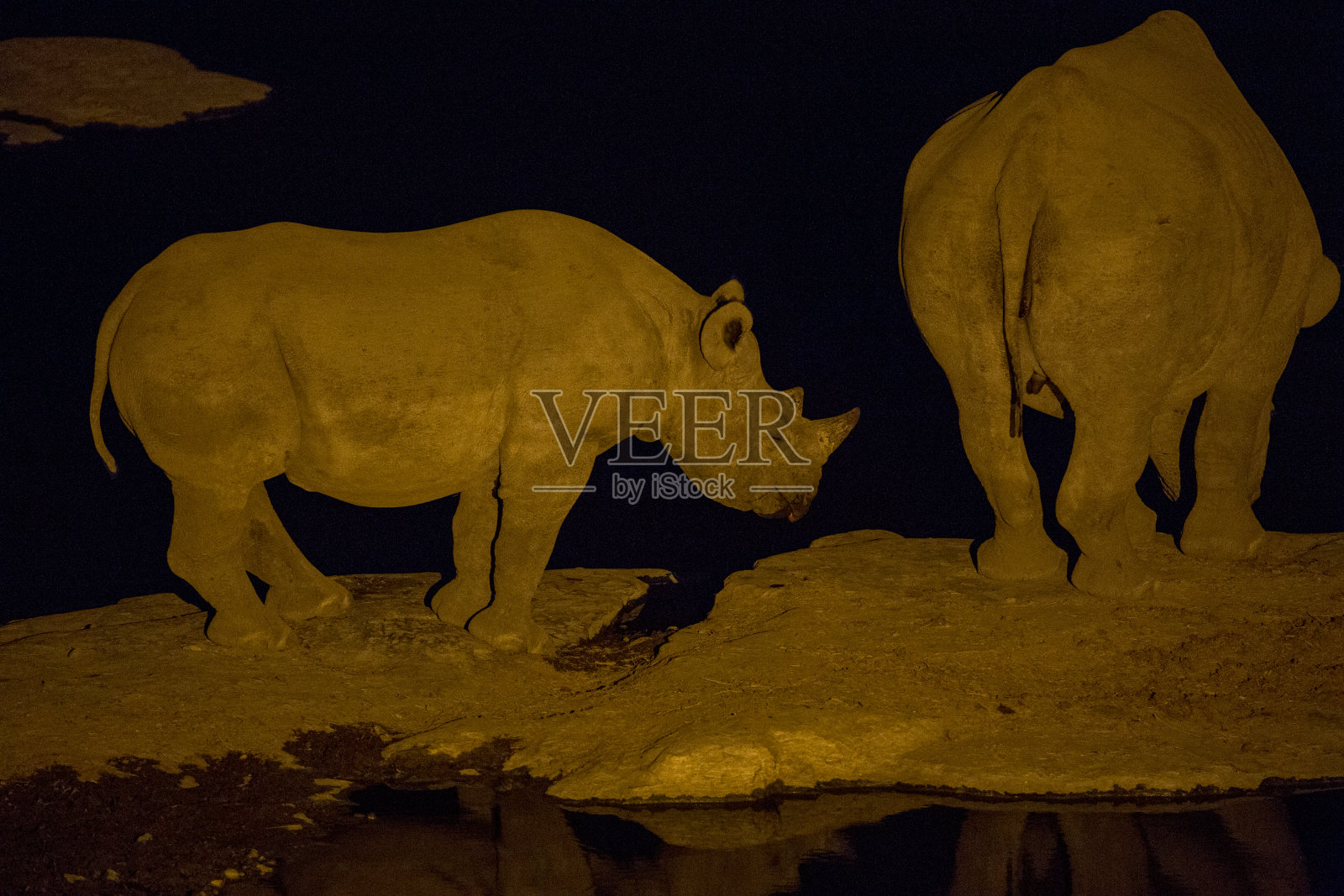 犀牛在晚上喝水照片摄影图片
