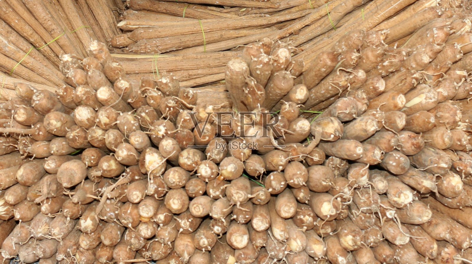 巴尔米拉块茎照片摄影图片