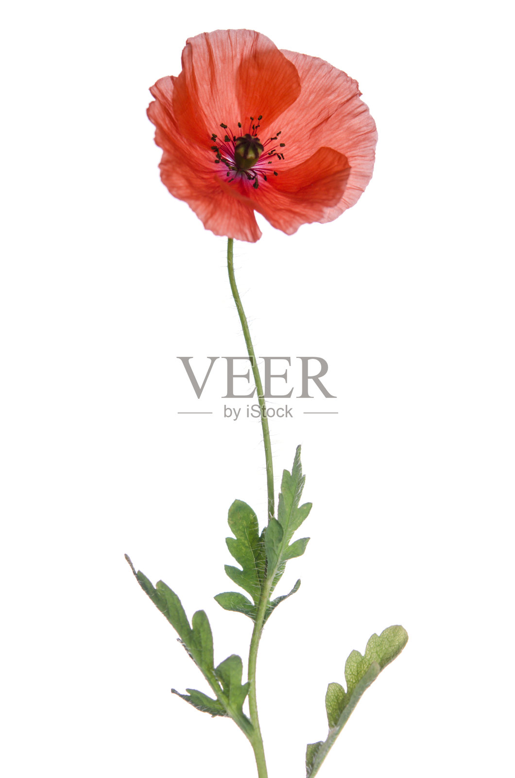 孤立在白色背景上的红色罂粟照片摄影图片