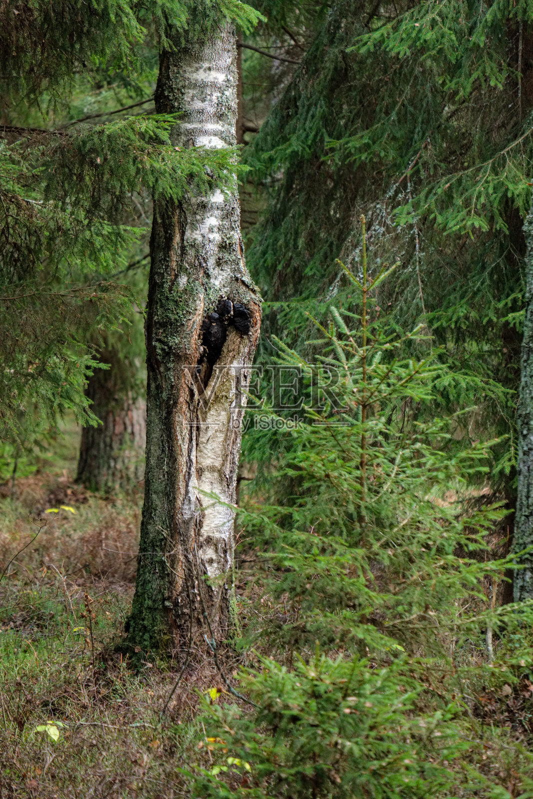 常绿森林，枝下有云杉和松树照片摄影图片