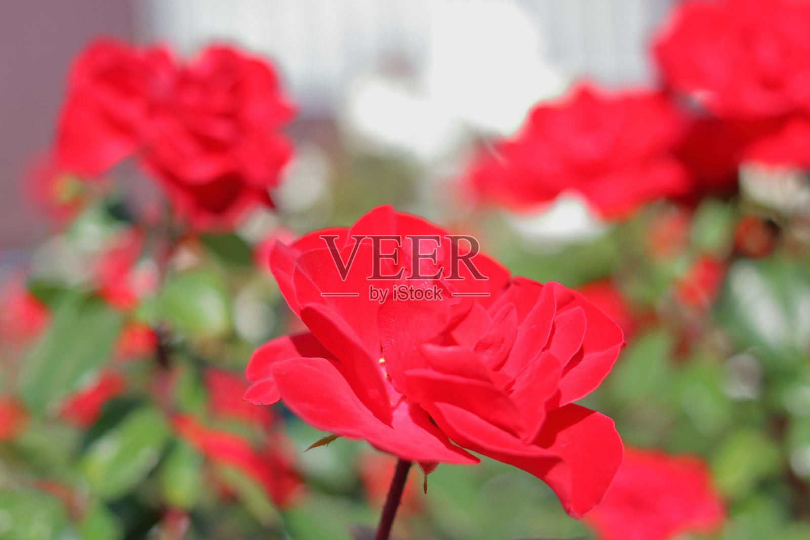 有很多红玫瑰花照片摄影图片