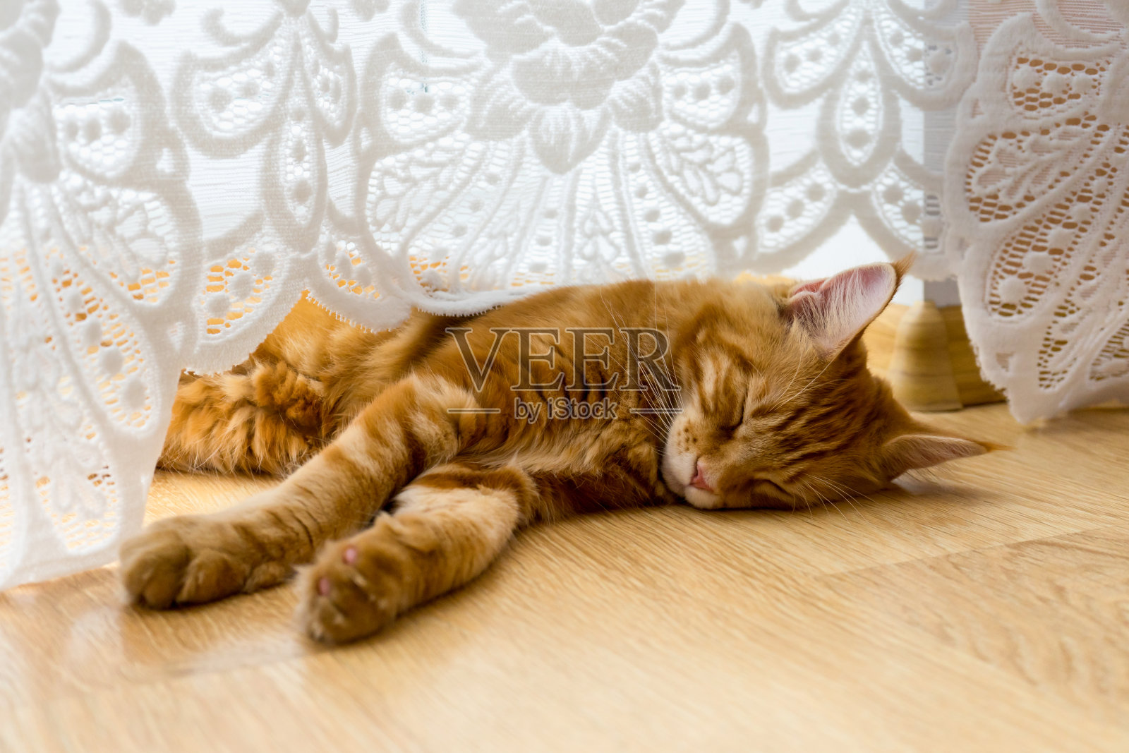 缅因猫品种的小红猫睡在木地板上照片摄影图片