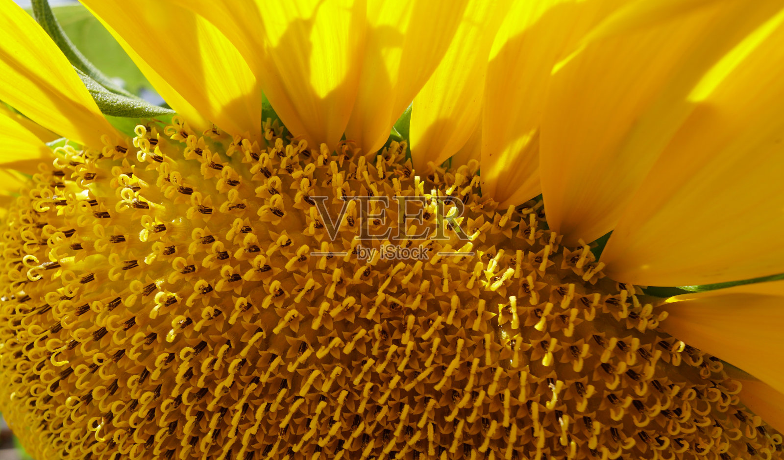 向日葵的解剖学照片摄影图片