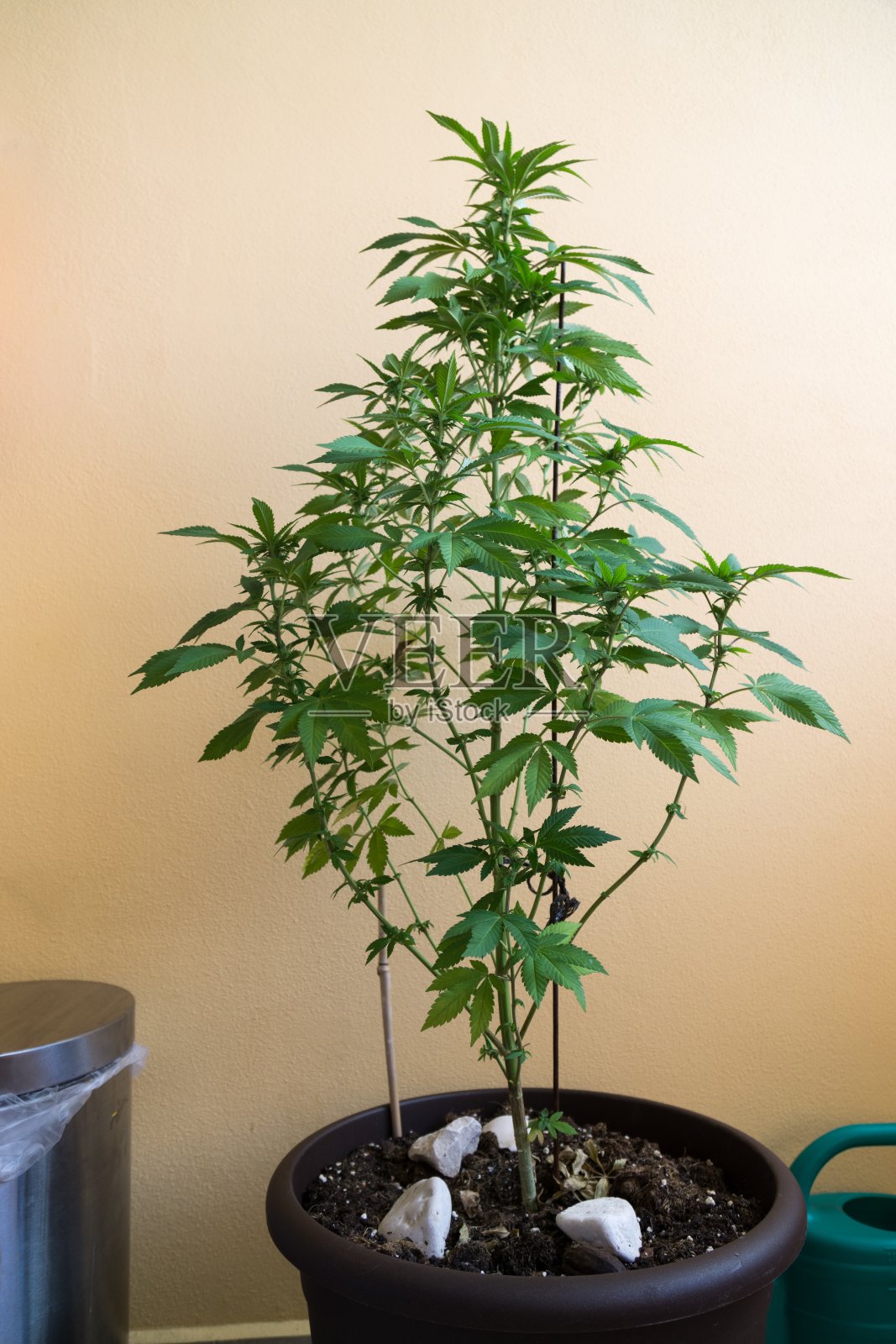 大麻植物。照片摄影图片