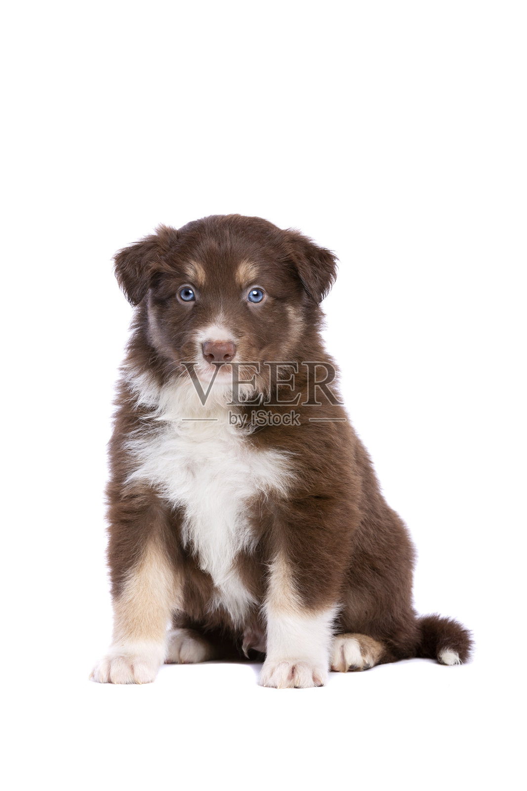 边境牧羊犬的小狗照片摄影图片