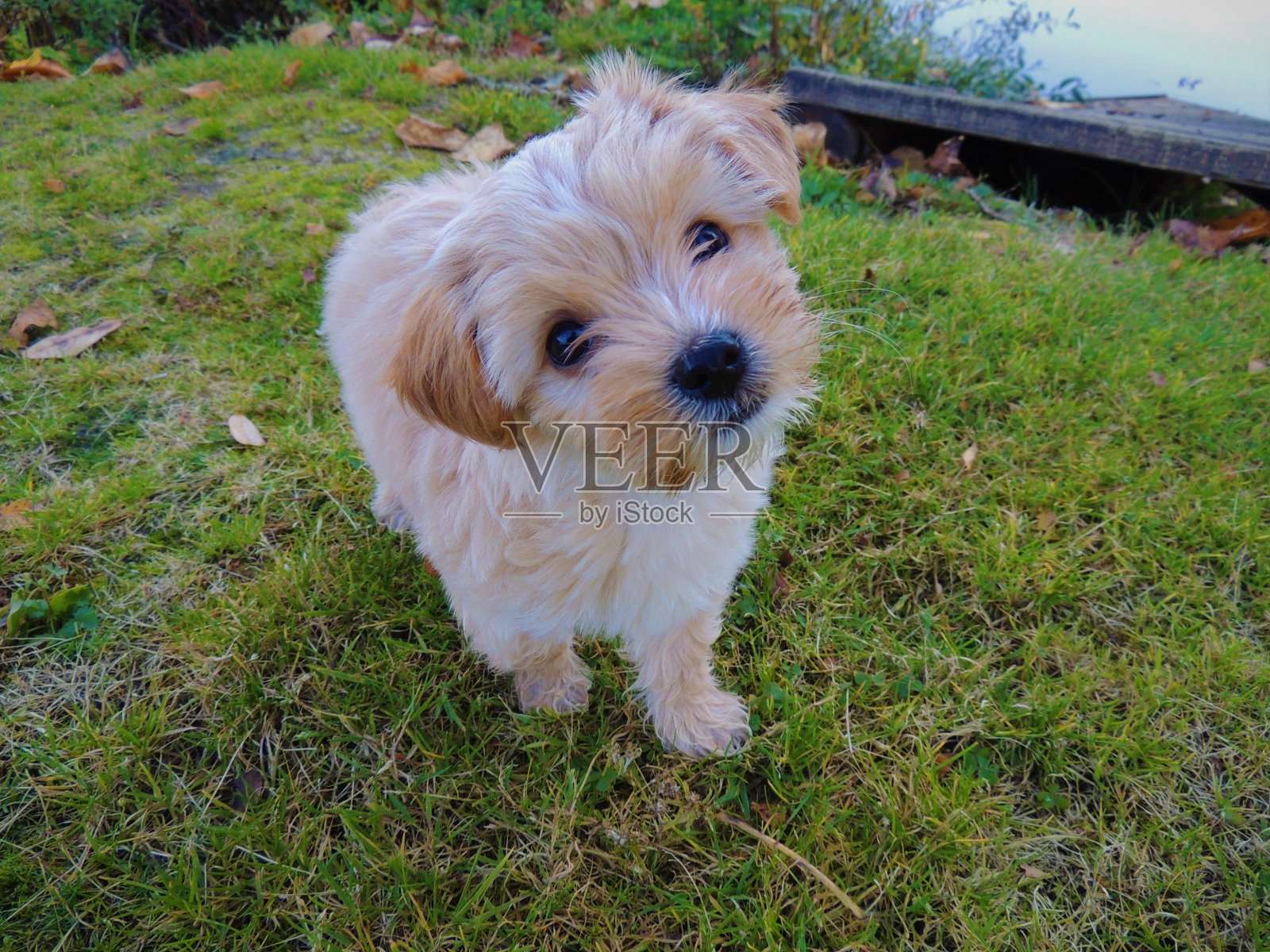 头倾斜照片摄影图片