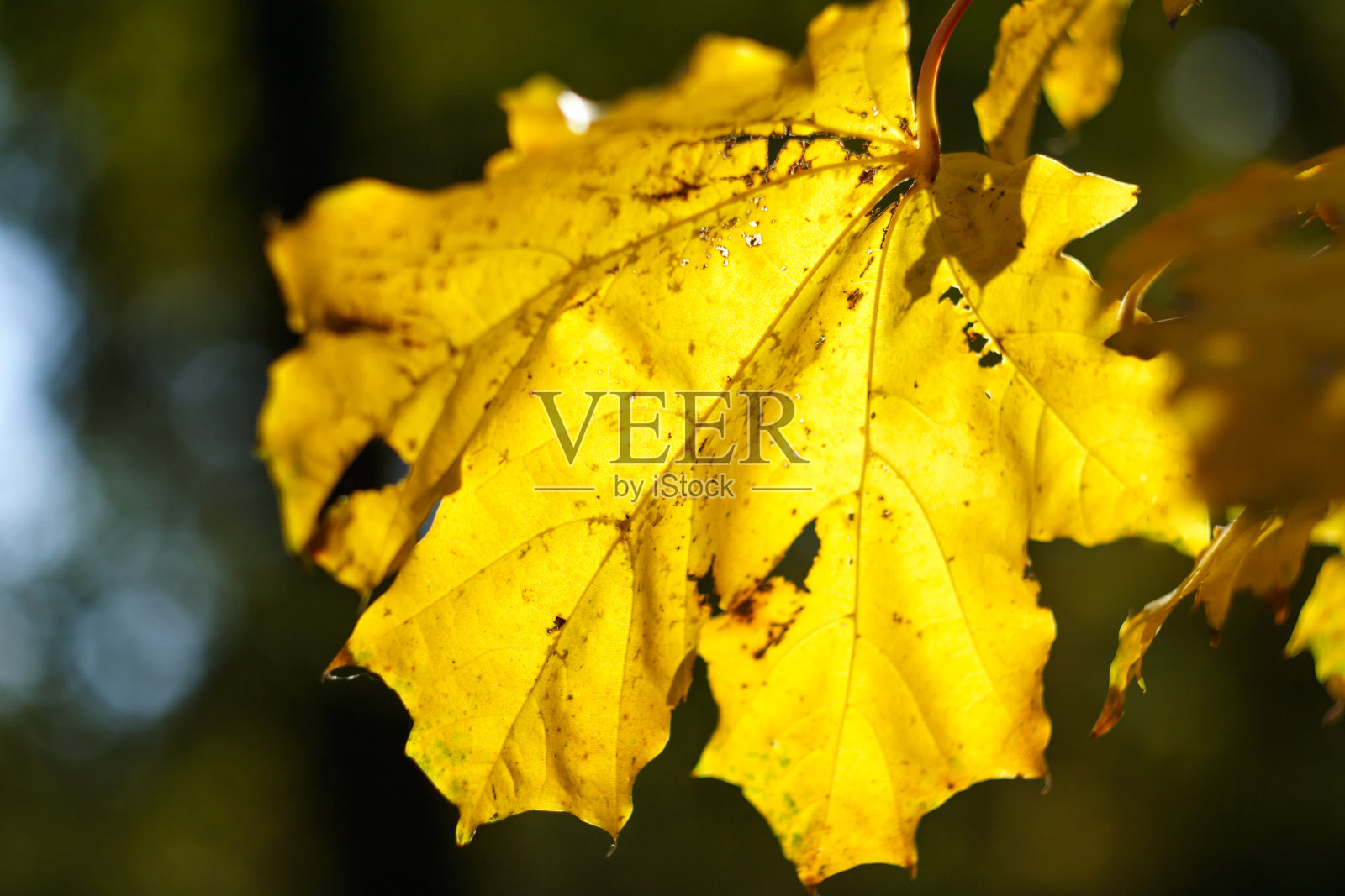 树上的黄色枫叶。照片摄影图片