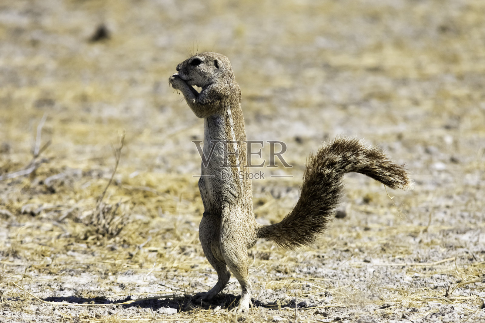 角地松鼠照片摄影图片