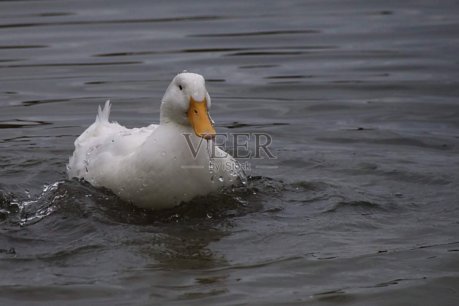 美国北京鸭飞溅和梳理羽毛照片摄影图片