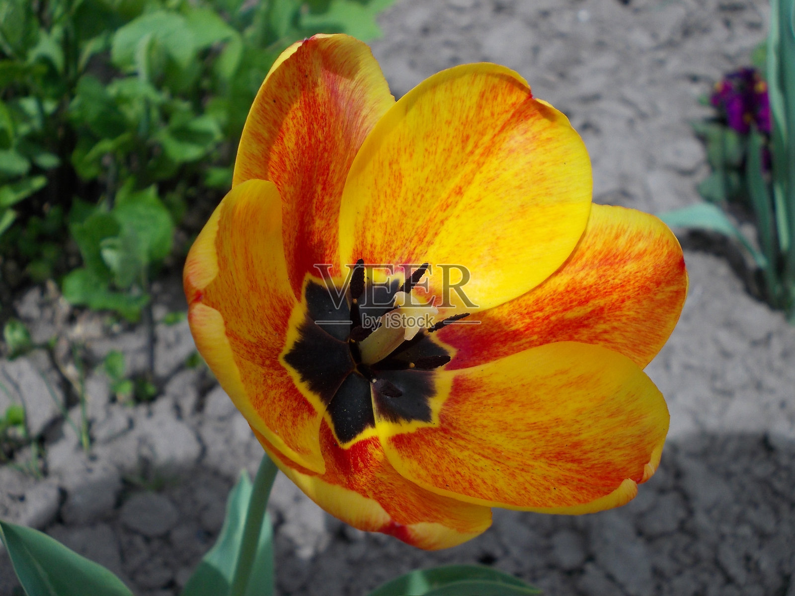 花坛上的黄色和红色郁金香照片摄影图片