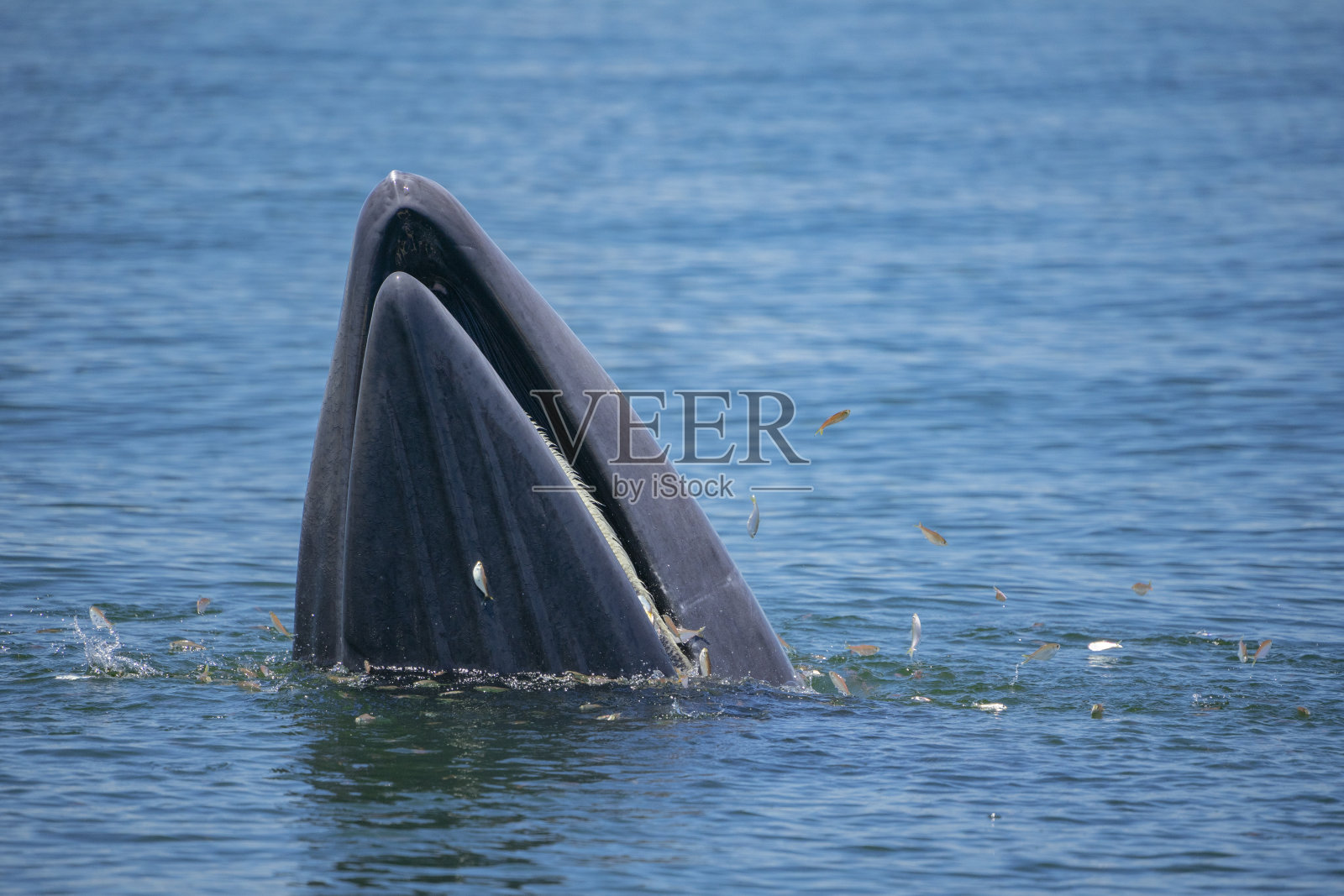 布莱德鲸，伊甸鲸，在泰国湾吃鱼。照片摄影图片