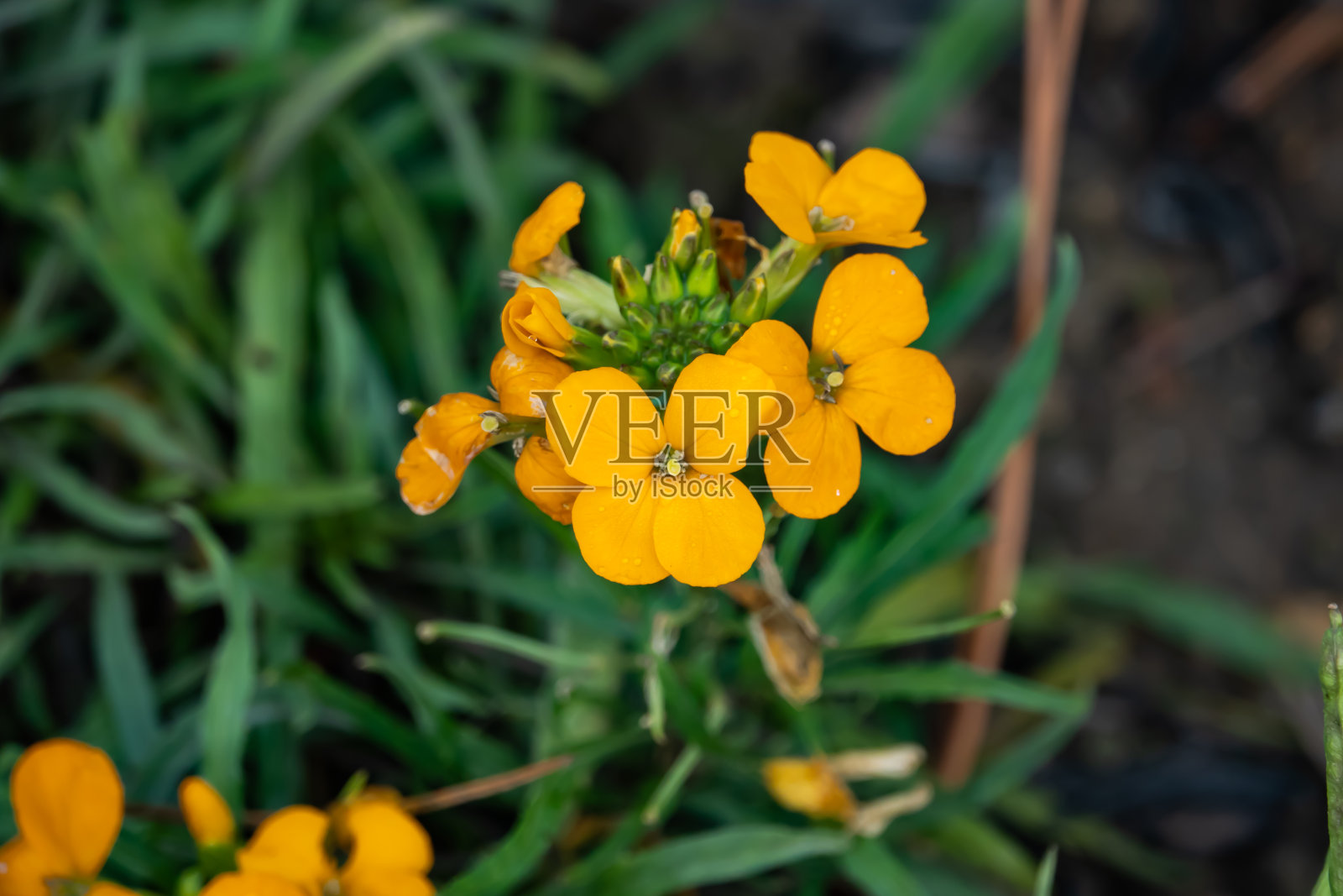 秋天盛开的阿富汗墙花照片摄影图片