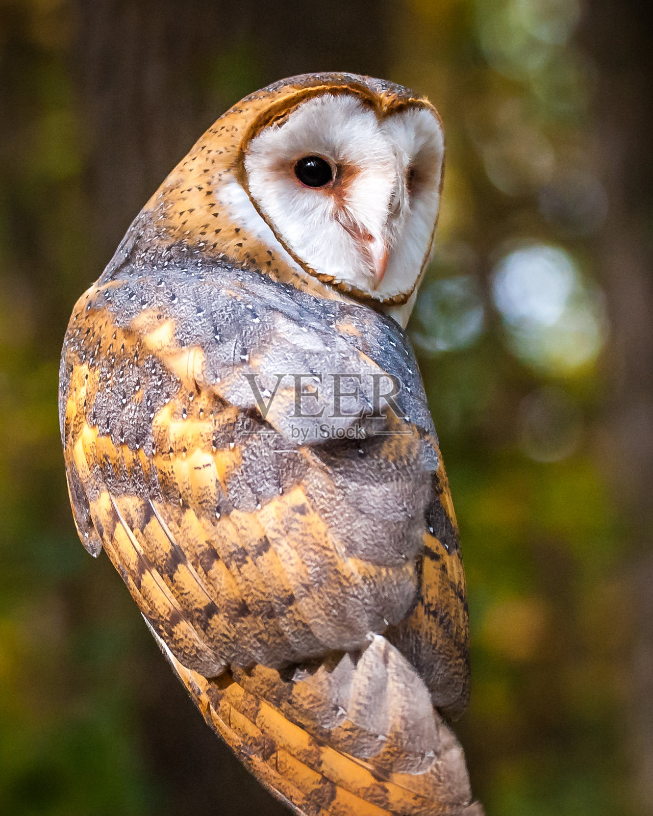 仓鸮肖像照片摄影图片