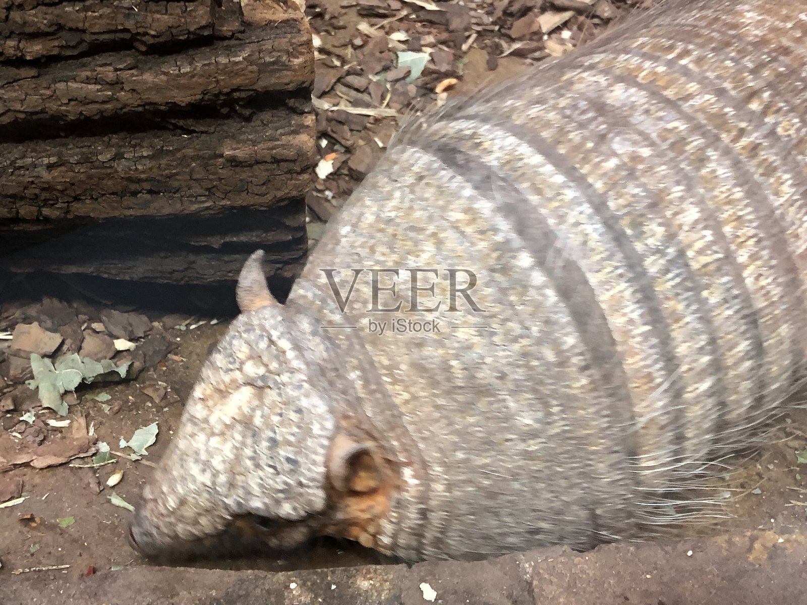 爬行动物,狼,动物,野生照片摄影图片