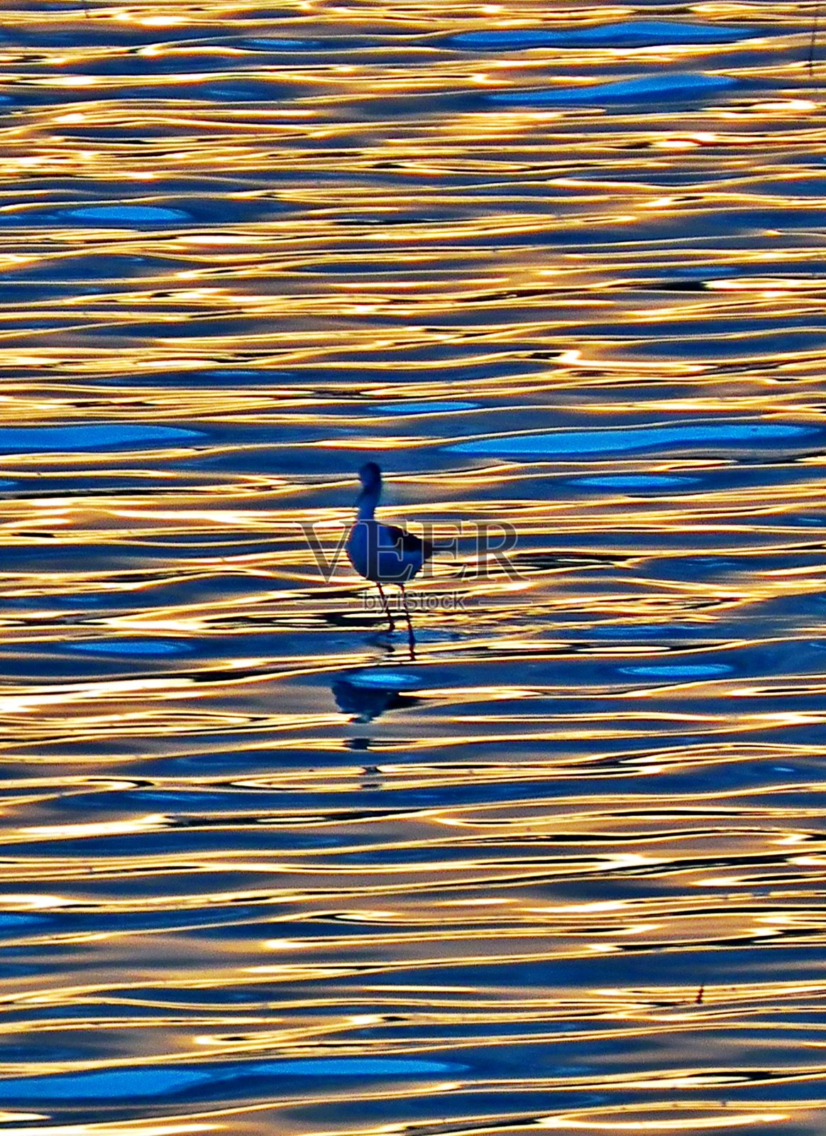 小鸟在金色的水中照片摄影图片
