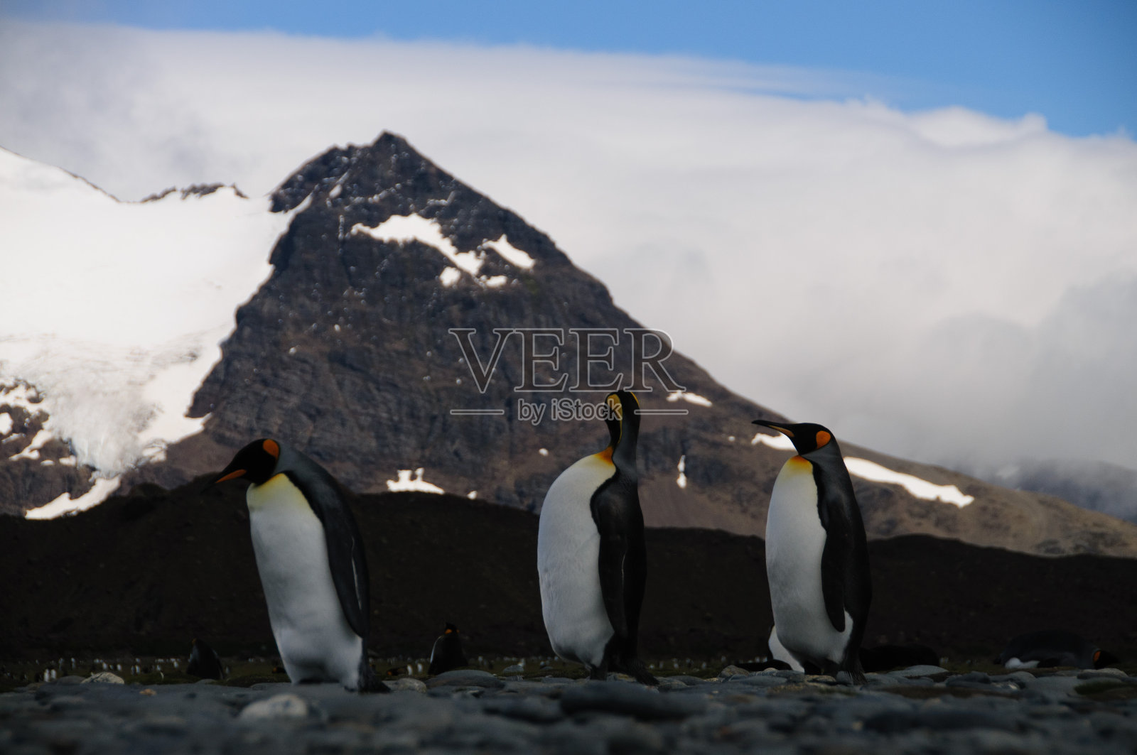索尔兹伯里平原上的帝企鹅照片摄影图片