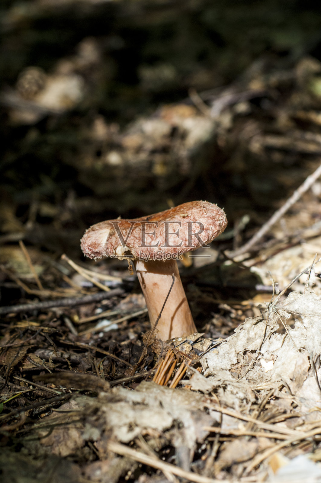 乳菇属照片摄影图片