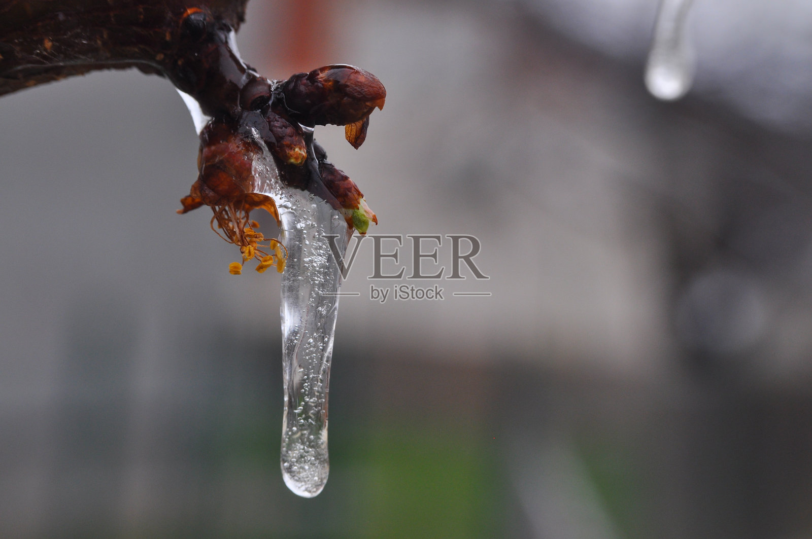 恶劣天气条件、霜冻和农业灾害的概念照片摄影图片