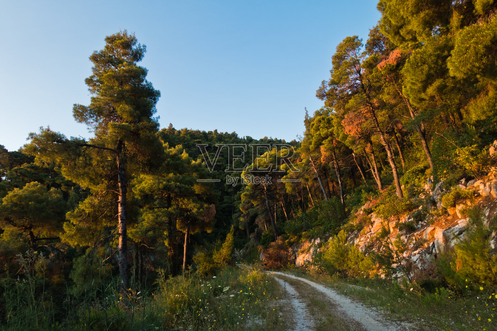斯科佩洛斯岛，日落时分，沿着岛背路的松树林散发着金色的光芒照片摄影图片