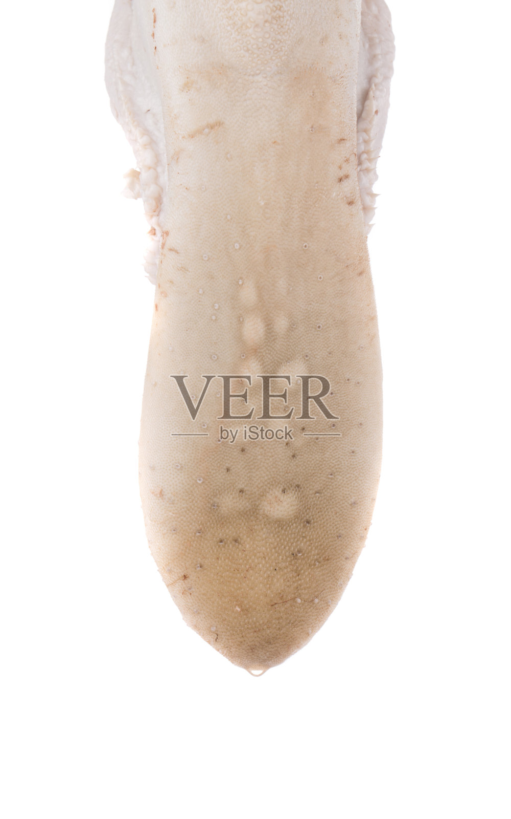 生牛肉的舌头。照片摄影图片