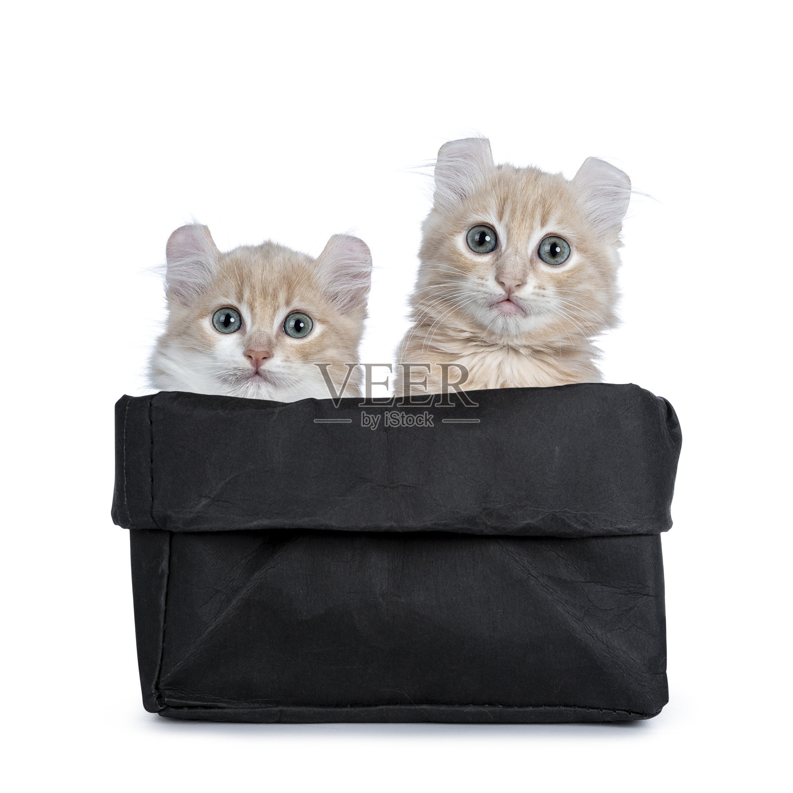 两个奶油和白色的美国卷发猫小猫坐在黑色纸袋里。用灰色/蓝色的眼睛看着相机。孤立在白色背景上。照片摄影图片