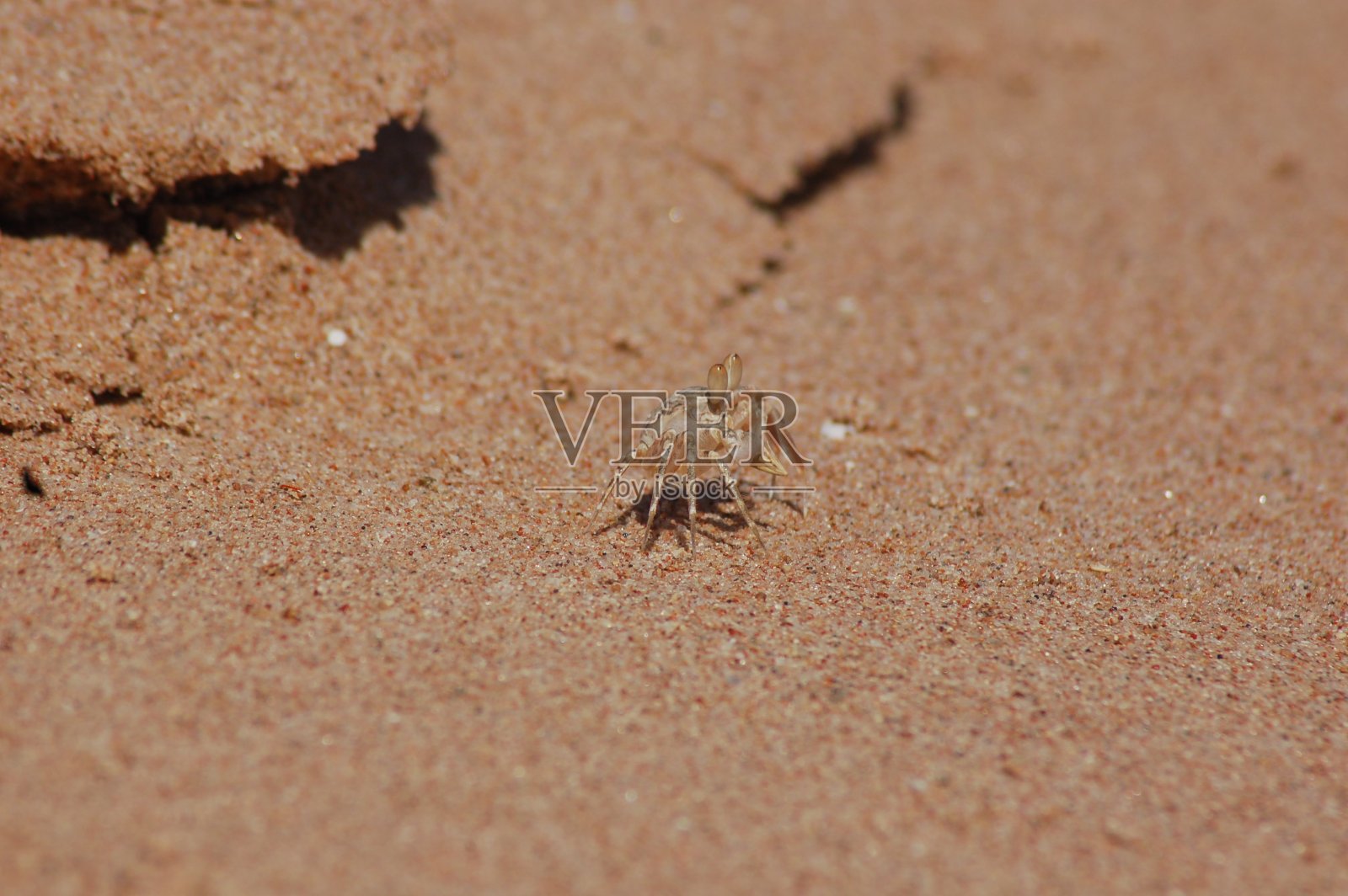 海中的螃蟹照片摄影图片