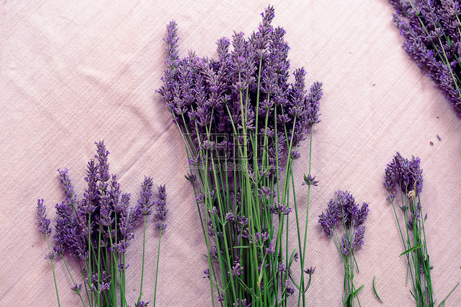 薰衣草花照片摄影图片