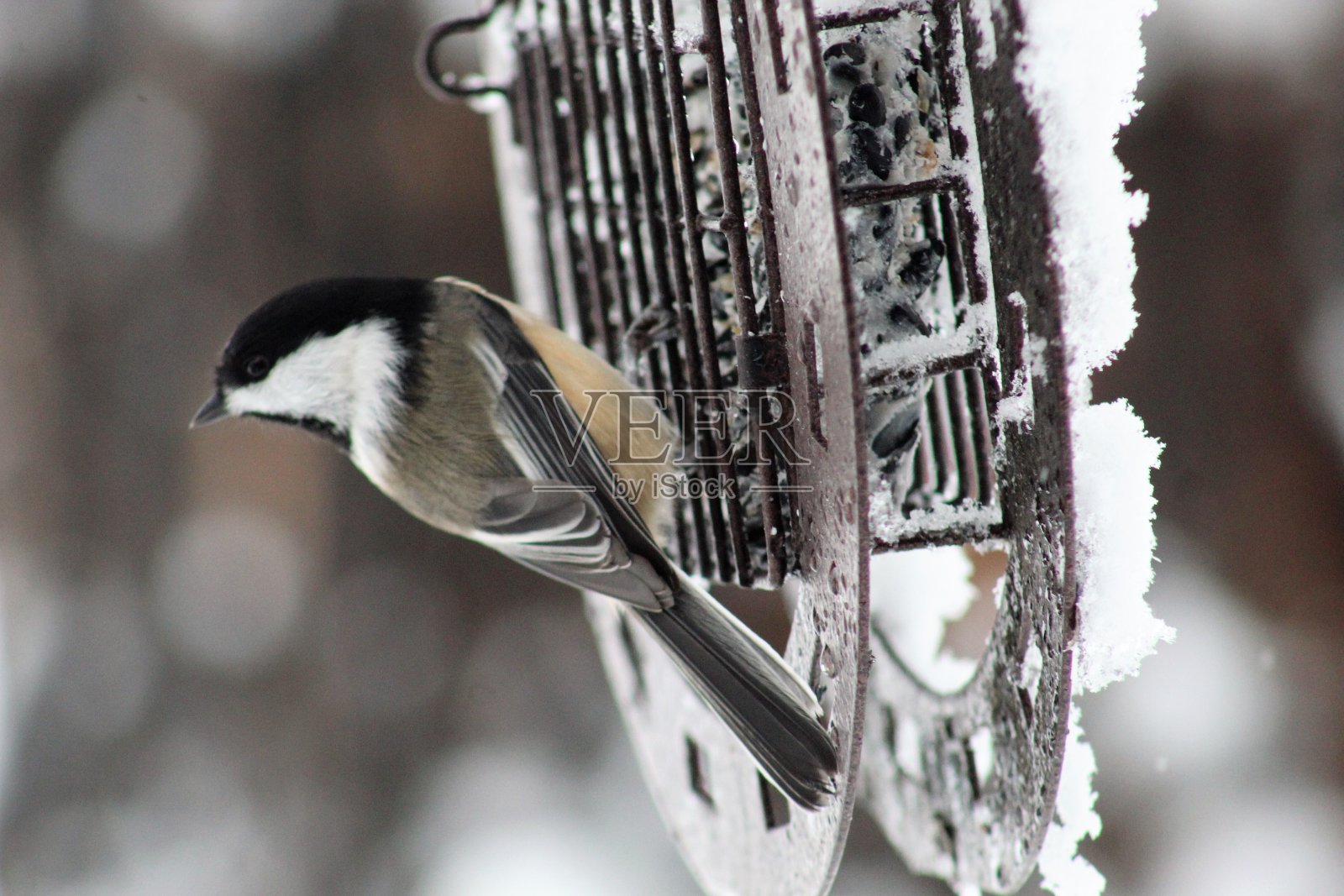 冬天饿鸟照片摄影图片