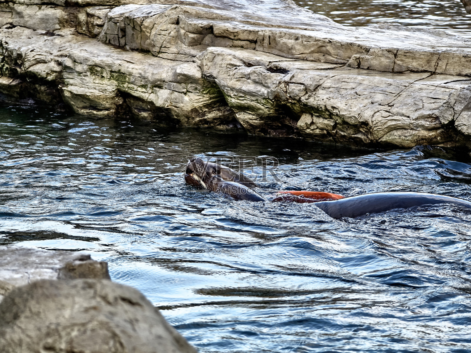 两只海豹在一起玩耍照片摄影图片