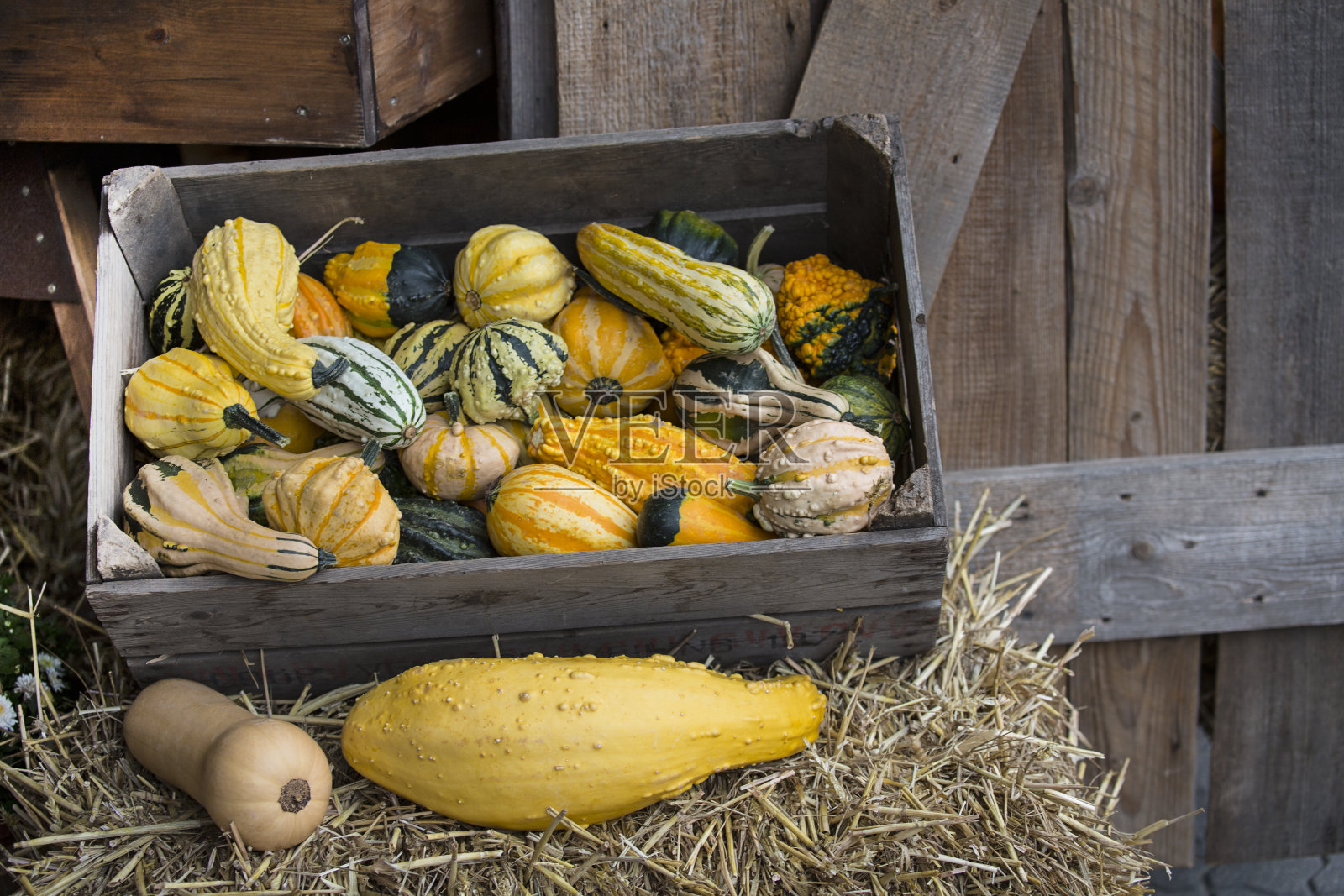 选择的南瓜照片摄影图片