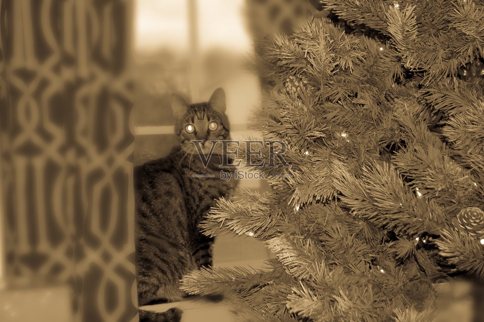 猫和圣诞树照片摄影图片
