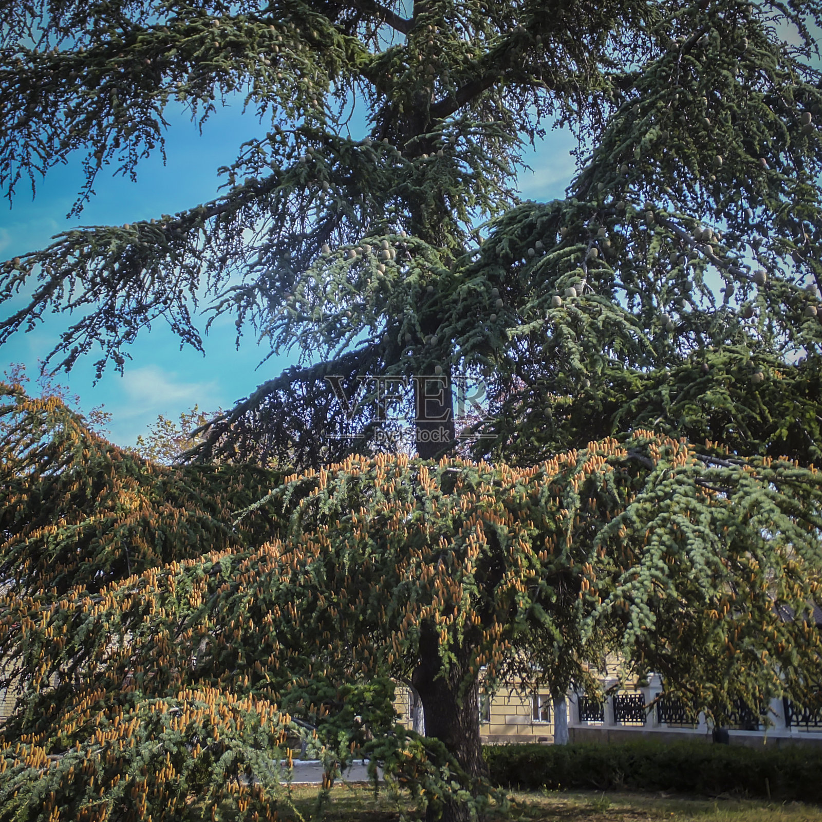 这是一棵美丽的又大又老的雪松，雪松或黎巴嫩雪松照片摄影图片