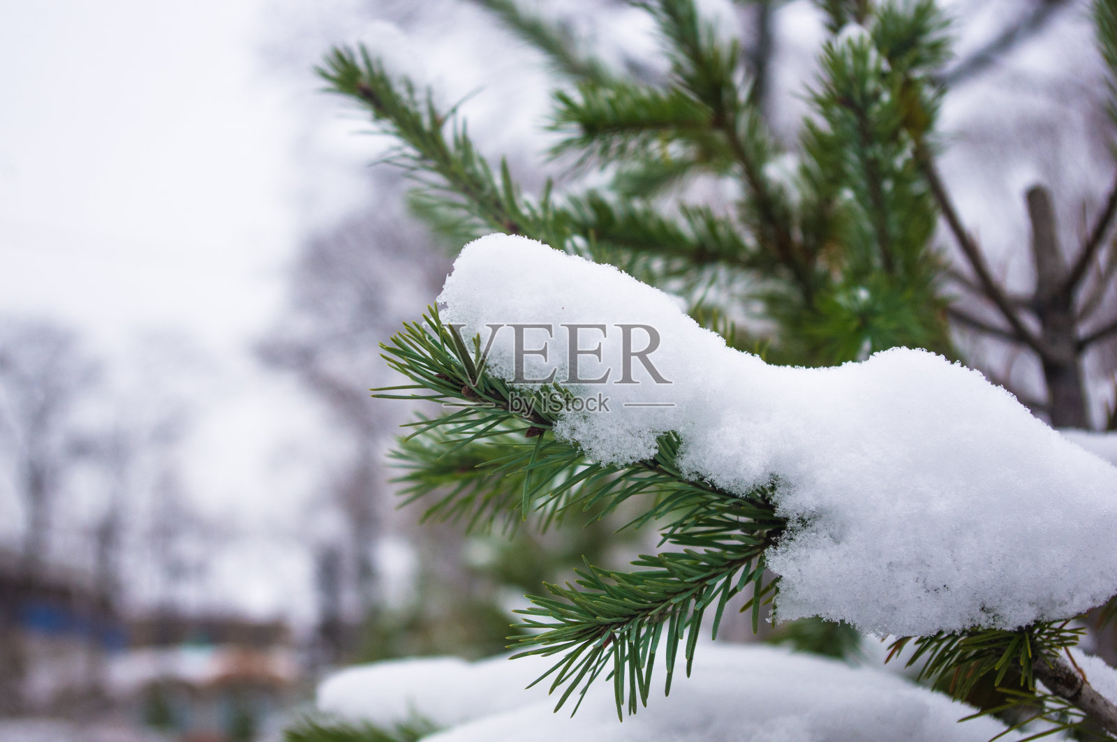 绿色蓬松的冷杉树枝在雪中照片摄影图片