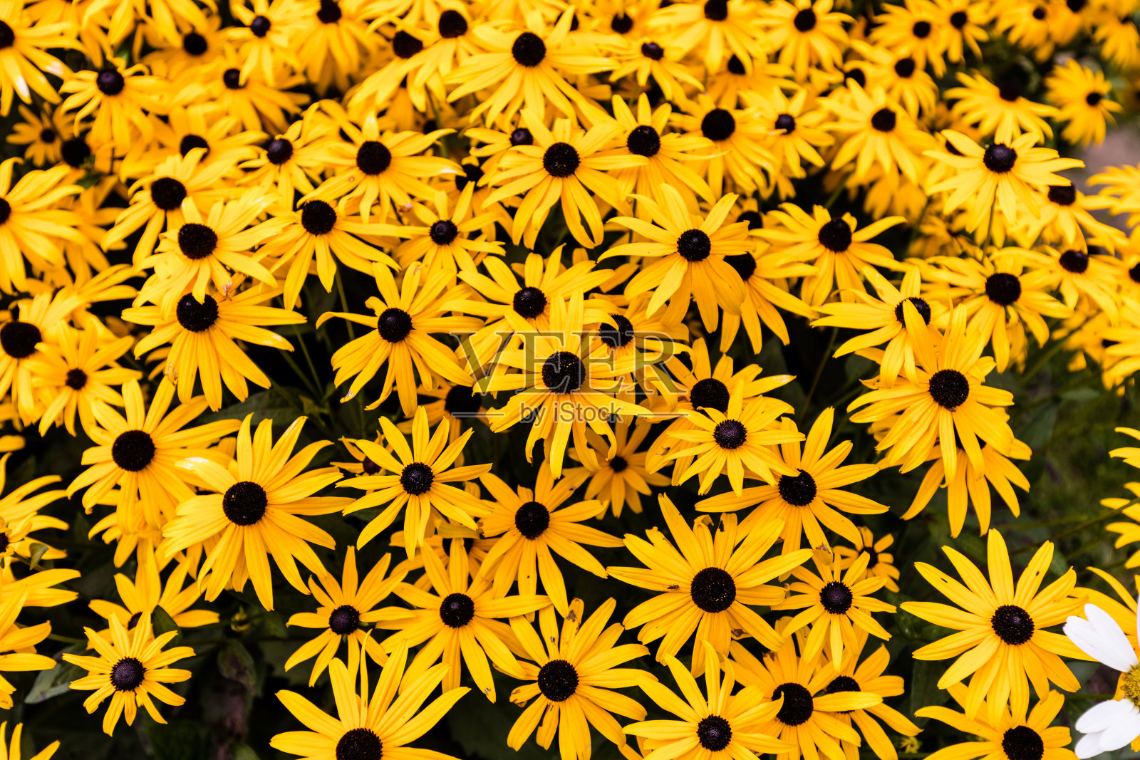 黑眼苏珊的。照片摄影图片