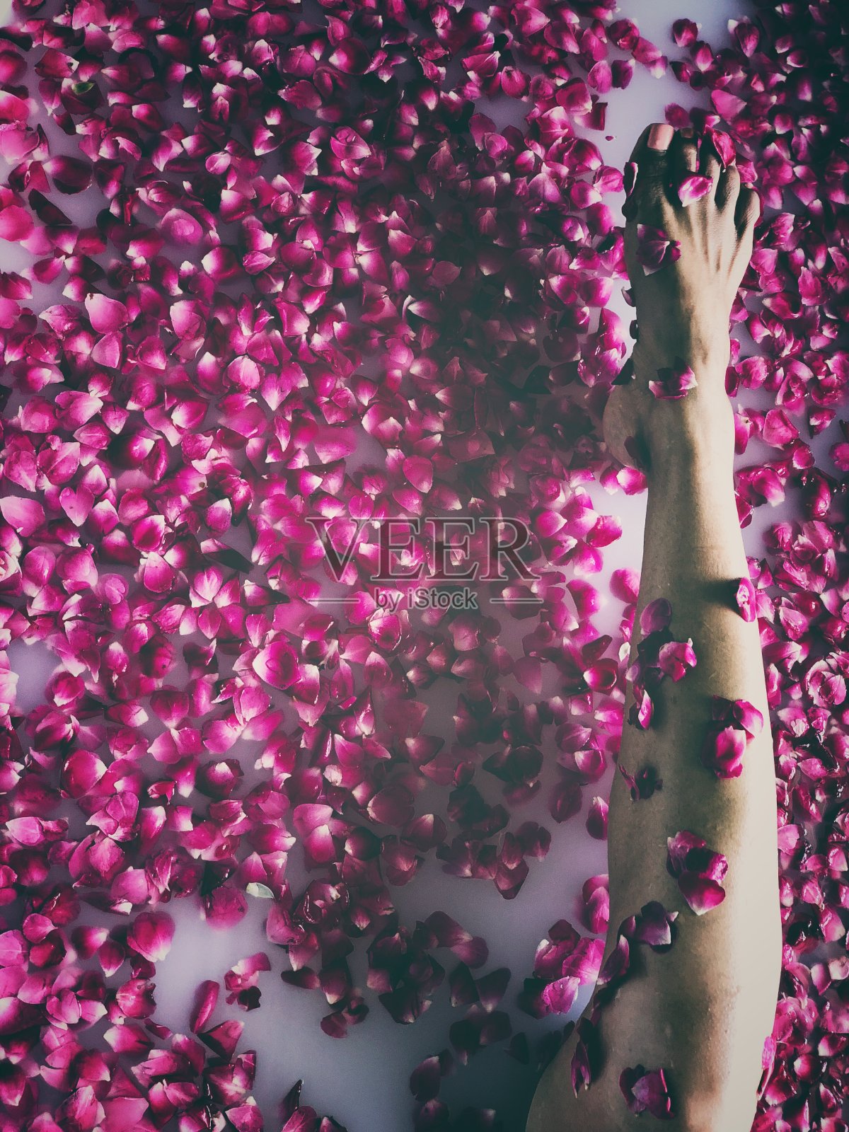 奢华的玫瑰花瓣浴与亚洲女人裸露的腿照片摄影图片