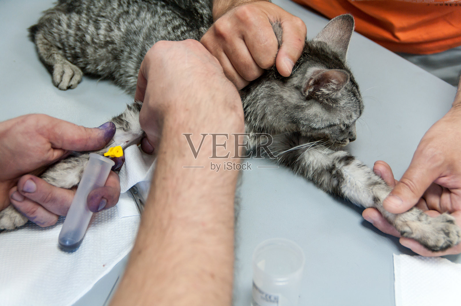 在兽医诊所从一只猫的静脉采集血液照片摄影图片