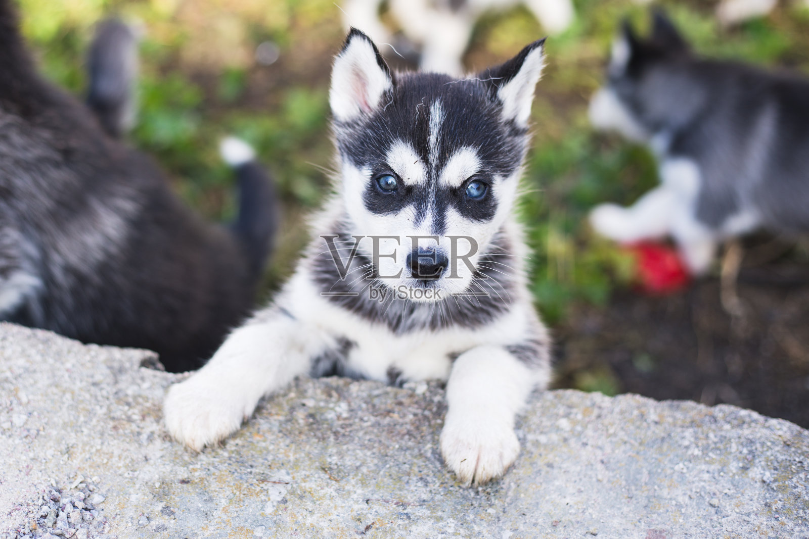 西伯利亚雪橇犬小狗照片摄影图片
