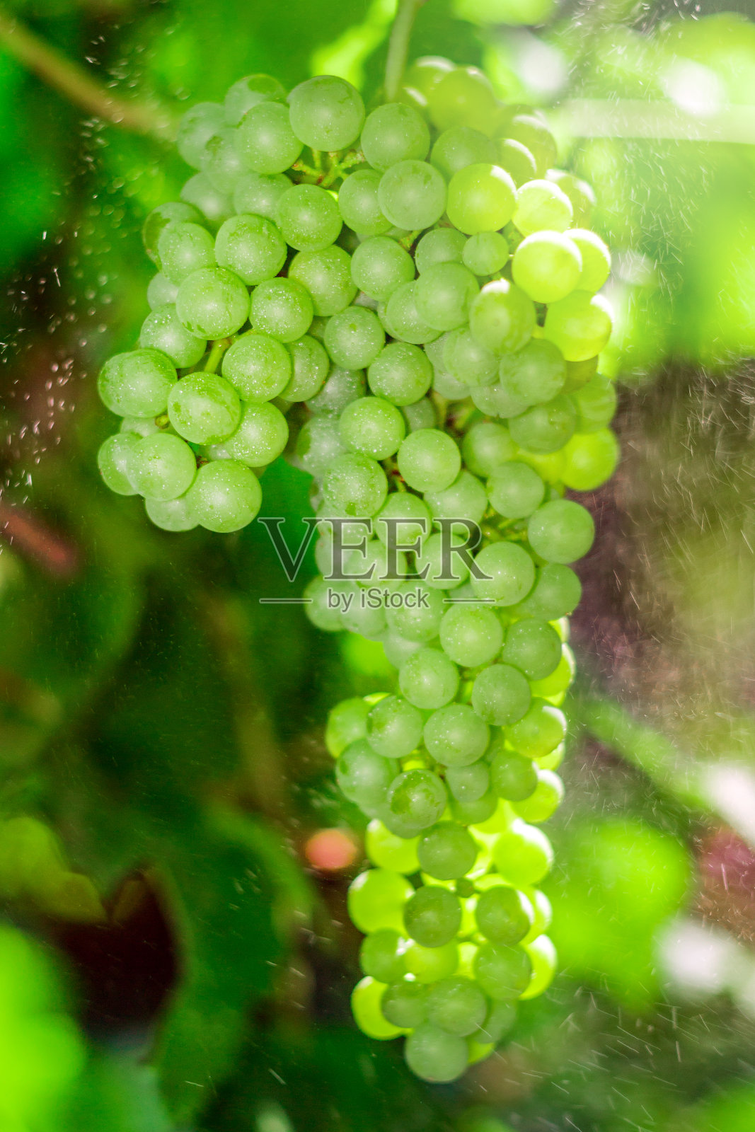 一串串的绿葡萄照片摄影图片