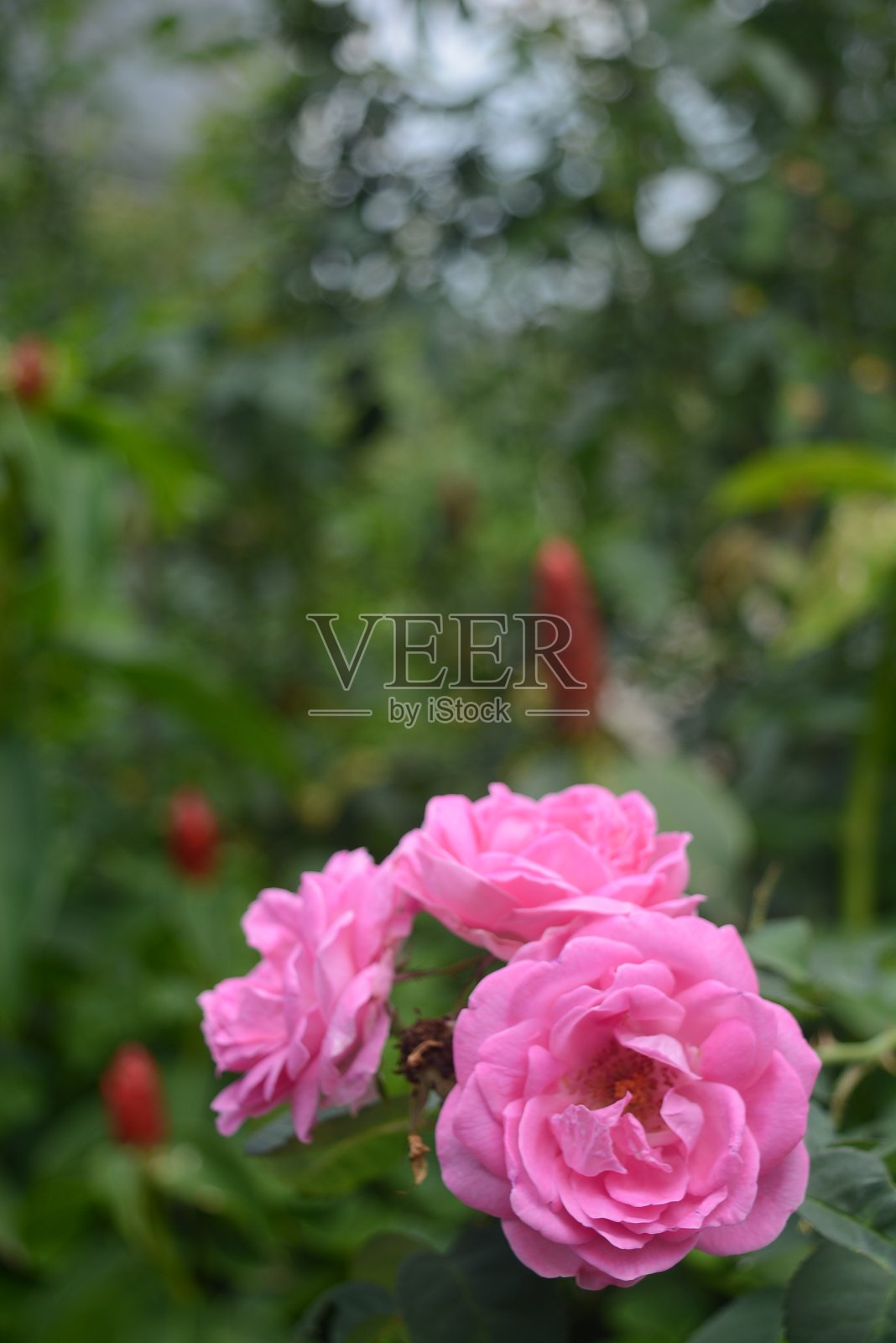 粉色玫瑰照片摄影图片