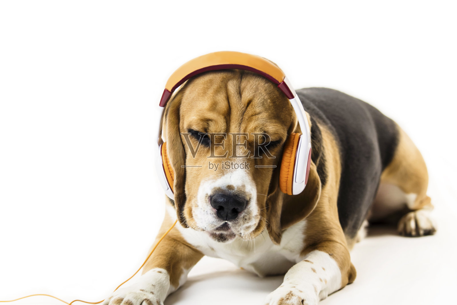 有趣的小猎犬戴着耳机听音乐照片摄影图片