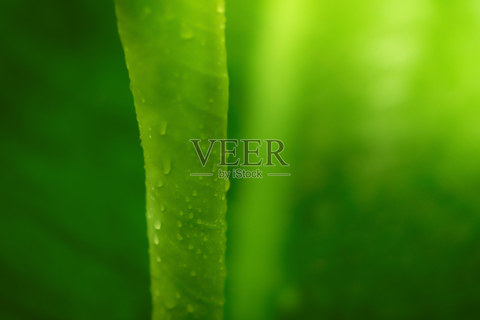 柔和的焦点绿叶纹理放松生态自然壁纸背景照片摄影图片