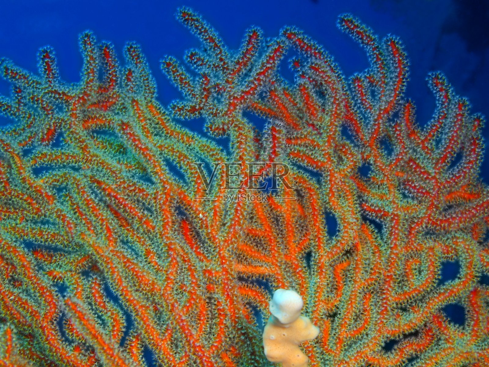 可怕的珊瑚照片摄影图片