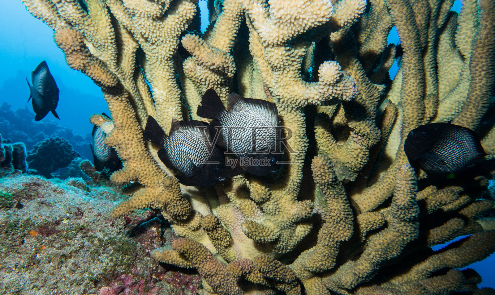 水肺夏威夷拉奈岛水下微距照片摄影图片