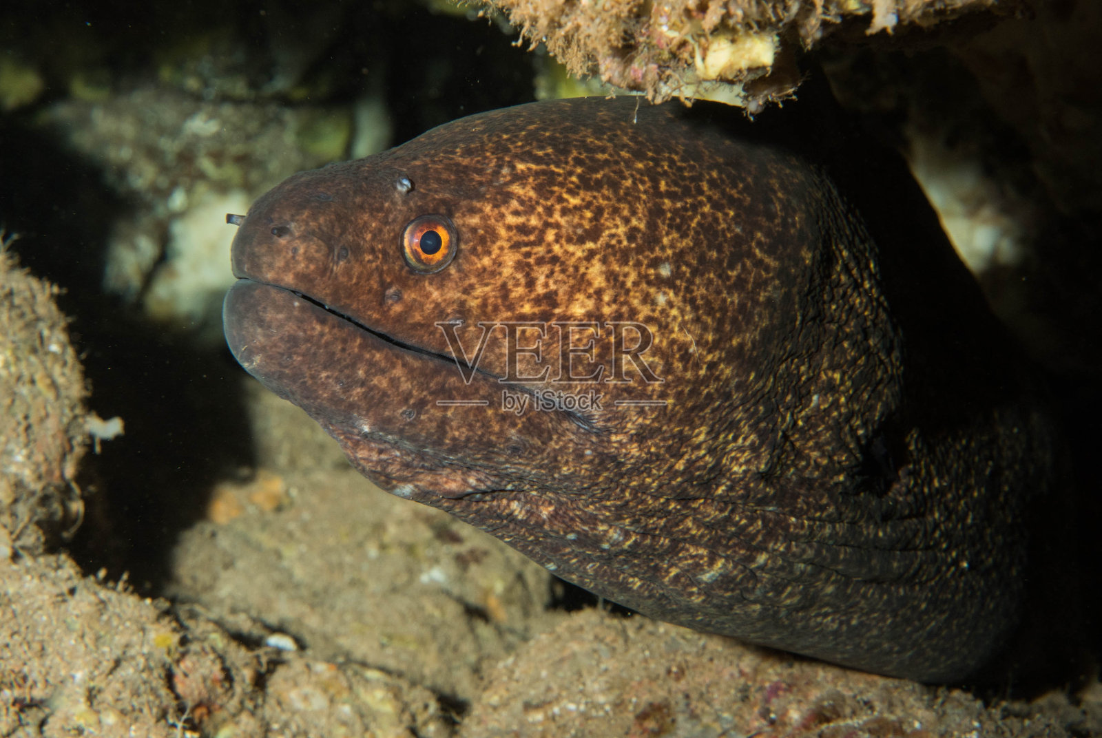 水肺夏威夷拉奈岛水下微距照片摄影图片