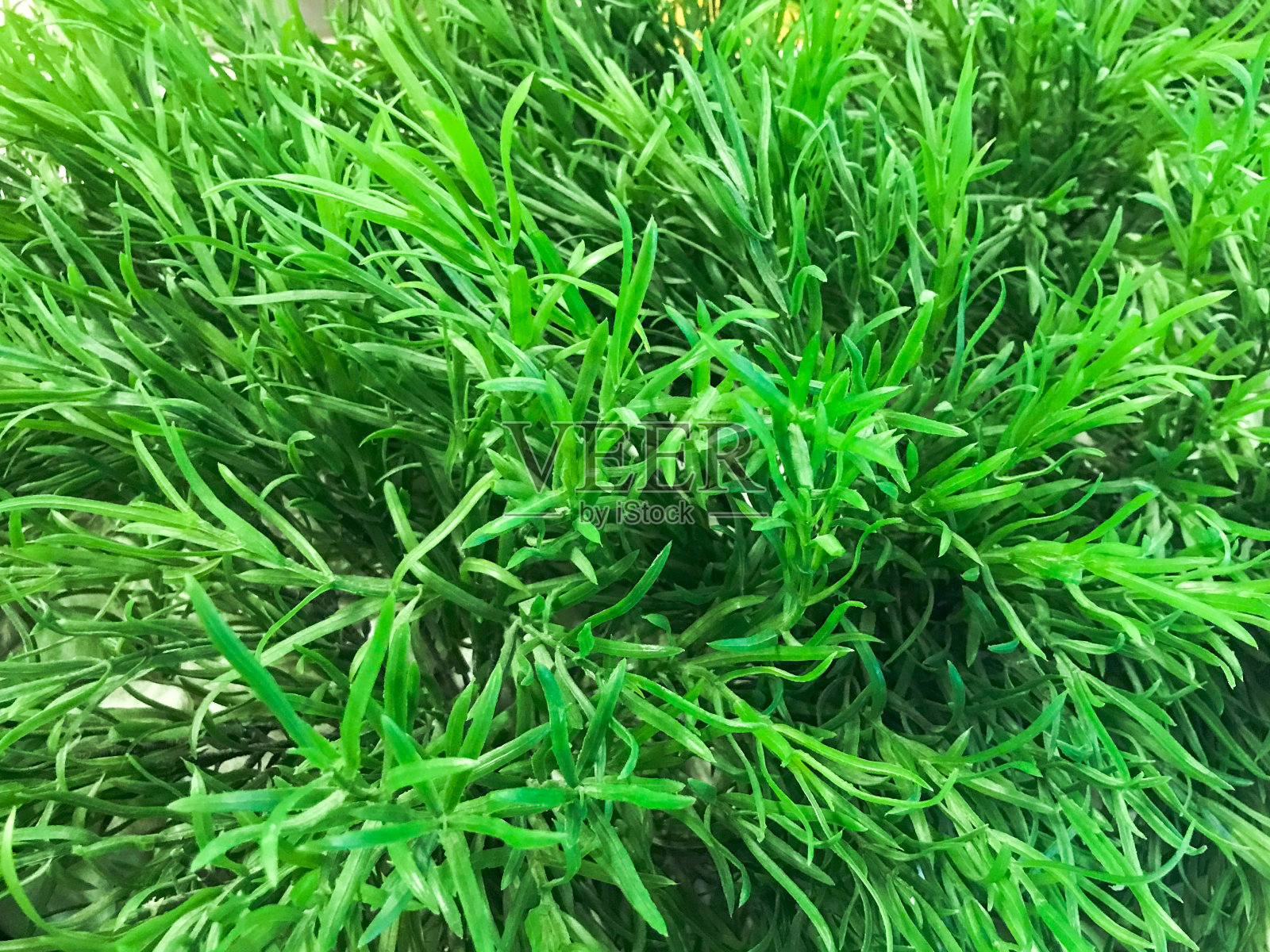 质地天然绿色，长圆形，叶小，美观新鲜。背景照片摄影图片